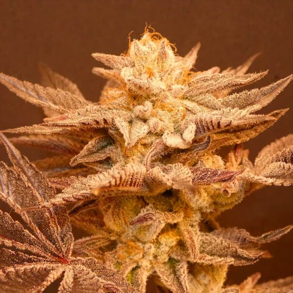 Peachy Blinders Seed > Bask Triangle Farms | Regular Cannabis   |  Hybrid